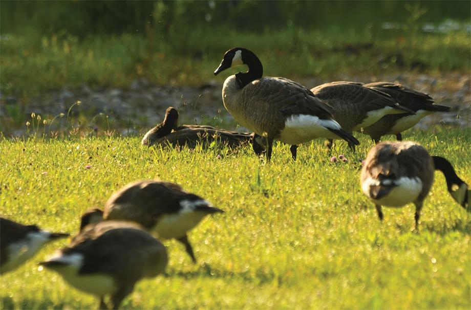 Geese gather in a field in the sunshine. One goose stands tall while the others bend over to eat.