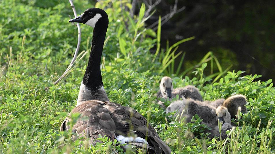 A goose in Forest Park